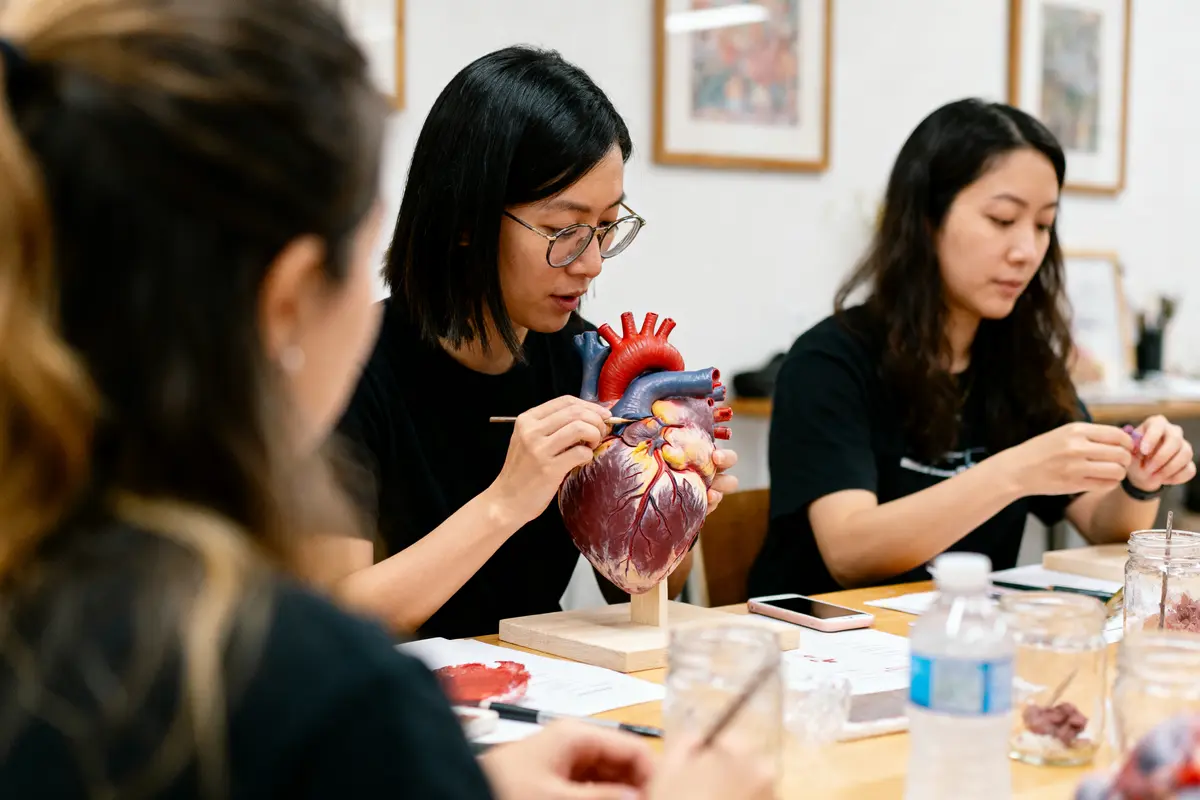 Des étudiants peignent un modèle de cœur humain dans un atelier d'art médical, concentrés sur les détails anatomiques.